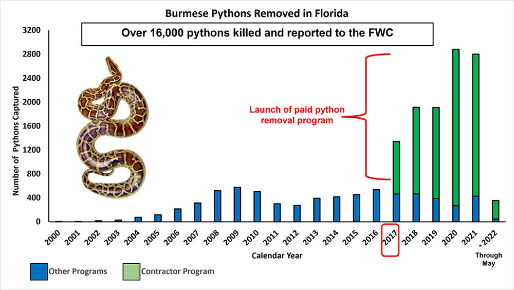 pythons